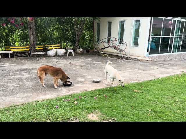 Dog eating   Feeding dog