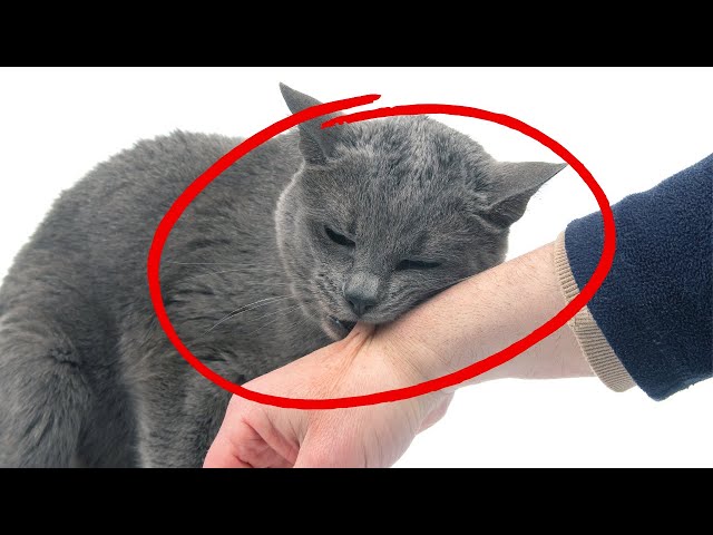 8 Signs Your Cat Thinks You Are a Cat Too