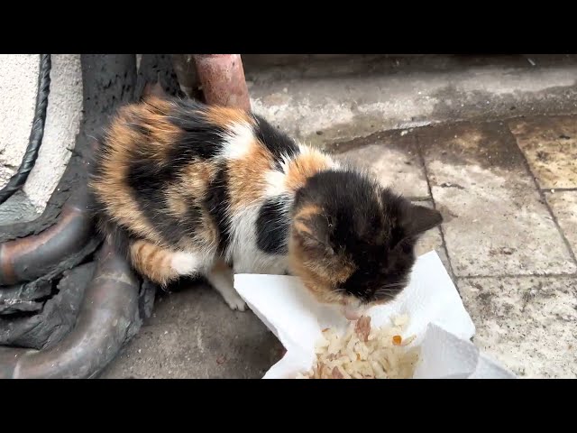 Newborn kittens sitting on the same place like usual to keep warm - 4K STREET CAT VIDEOS