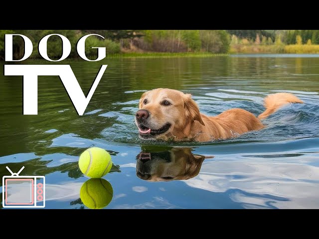 12 Hours Dog TV: Relaxing Music & Videos to Calm Anxiety & Keep Dogs Engaged - Calming Music for Dog