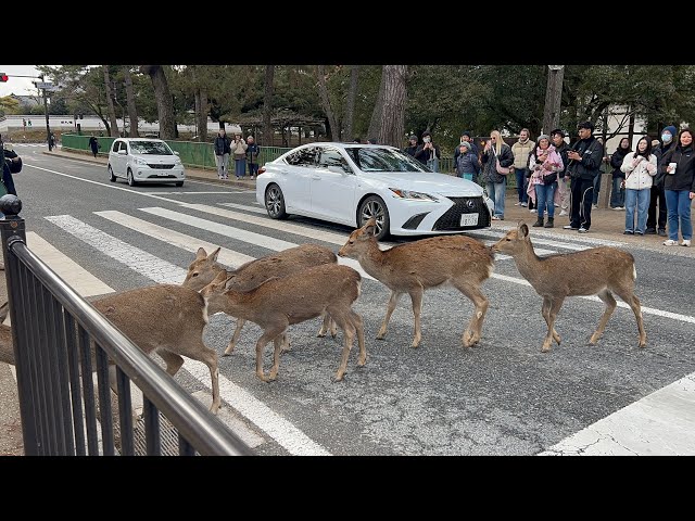 Nara Park Deer Get Super Excited as Tourists Feed Them! | nara deer | nara park ​⁠