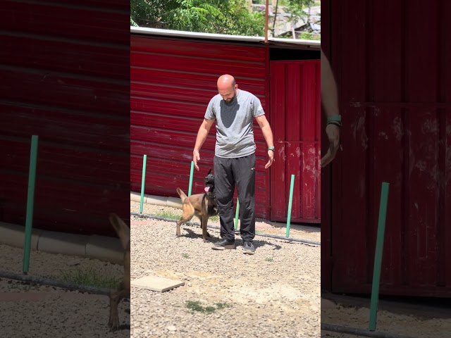 Heel position obedience training session #malinois #شفا #dog #كلاب #dogshorts #dog_planet_2020