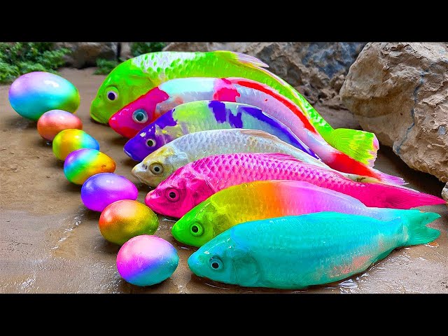 Stop Motion ASMR: Underground Fish Trap Koi Fish Catfish Eels Big Frog | Primitive Cooking Cuckoo