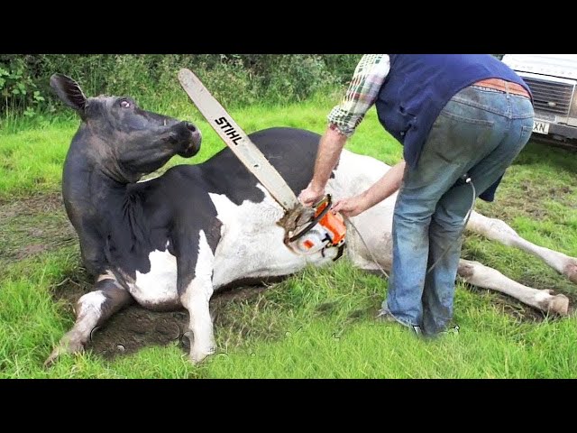 Thrilling Tree Cutting and Cow Milking Adventures on the Farm