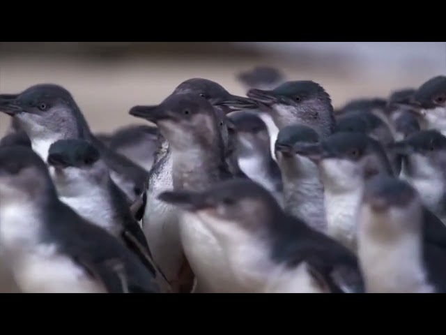 Penguin Parade Penguins Plus on Phillip Island