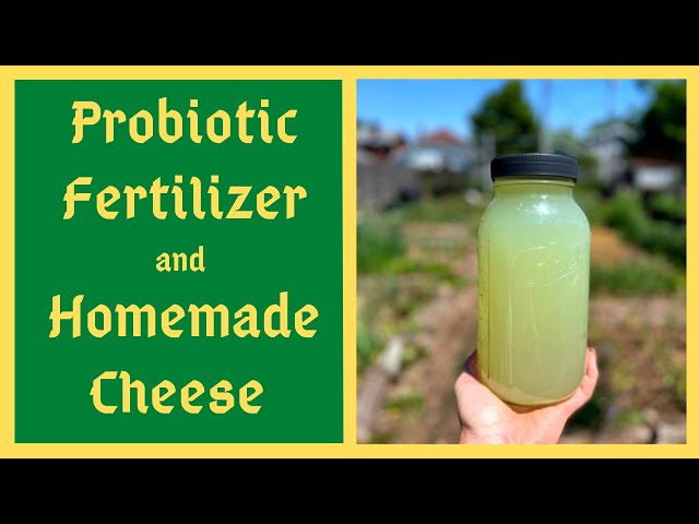 Supercharge Your Soil and Body With Lactic Acid Bacteria Serum- Homemade Probiotic Fertilizer - LABS