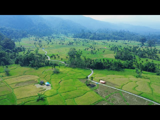 KAMPUNG BARU VILLAGE | The Village on the Equator Line and The Harvested Rice  | Bonjol, Indonesia