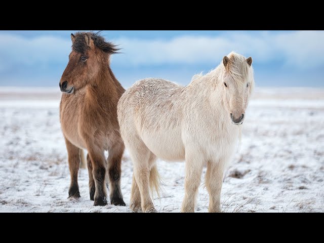 Instrumental Acoustic Indie/Folk Playlist, Chill Music "Winter land" Open Road Folk Music