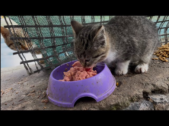 This kitten was so hungry that it kept eating without pausing.