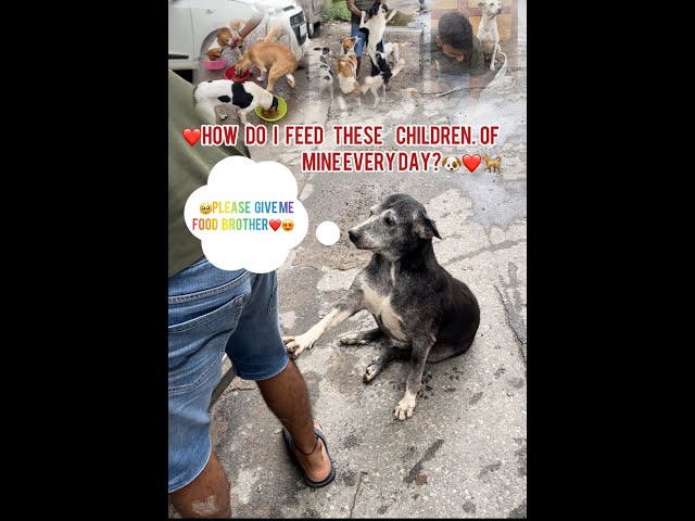 Please give me food brother 🥺❤️|How do I feed these children of mine every day?#dog #feed