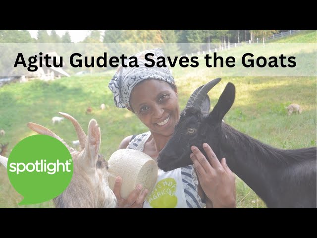 Agitu Gudeta Saves the Goats| practice English with Spotlight