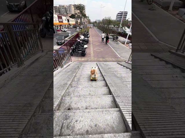 Flipped 🚗, turned 🤣 and measured the distance, but didn't see the stone 🪨Dog skateboarding #Corgi