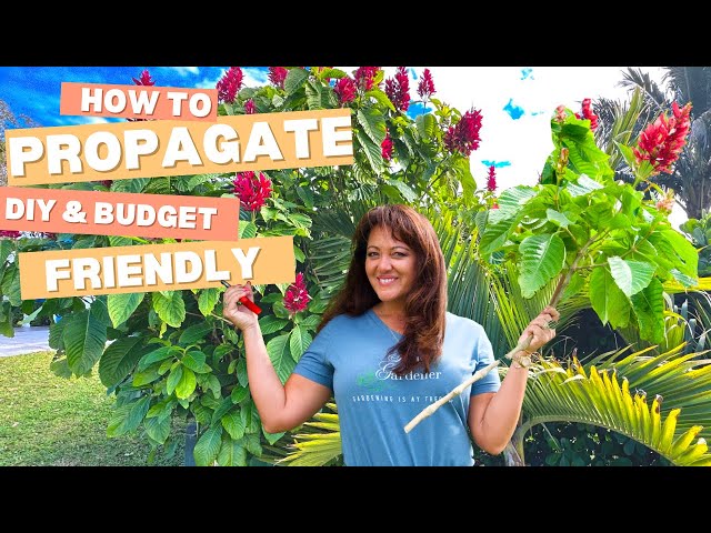 How to Propagate any Plant (Multiply Your Plants for Free!