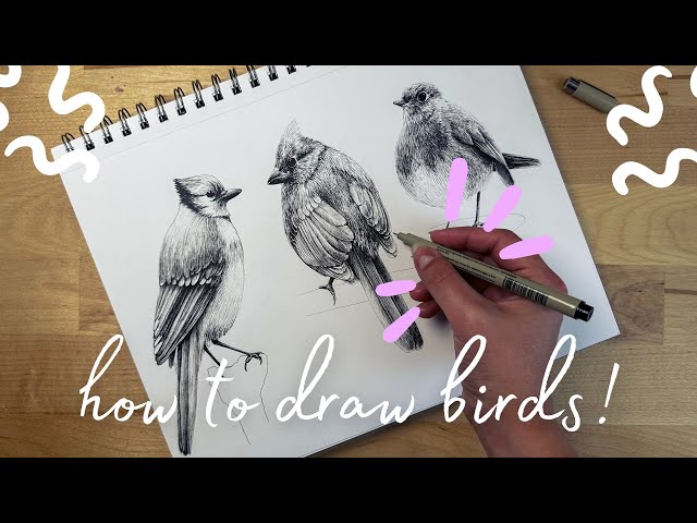 How To Draw a Realistic Bird With Pens Step By Step (3 Bird Drawings You Need To Know!)