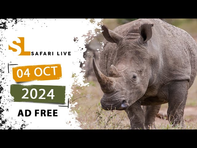 Majestic beasts and little beauties - SafariLIVE Sunrise - 04 October 2024 - AD FREE