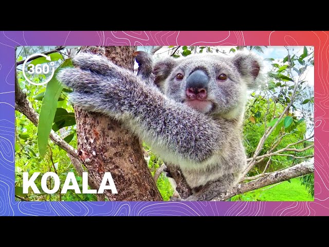 Koala Konundrums: Insights Into the Lives of Australia's Tree Dwellers