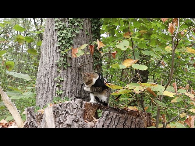 Tree trunks and paw prints 🐾🌲 meet our adventure cat