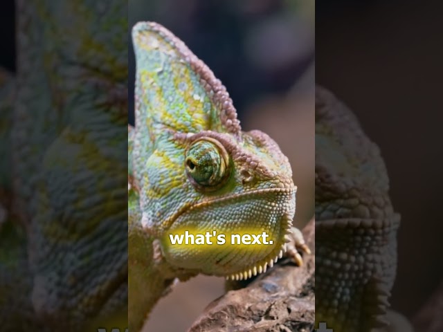 Chameleons: Masters of Color & Secrets!  #facts #wildlife #animals