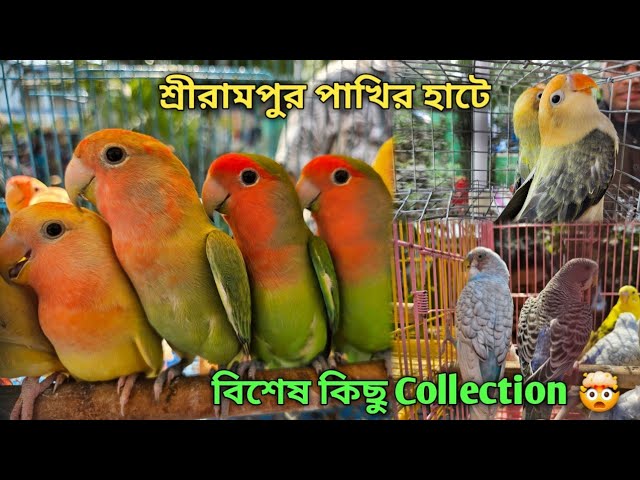 Serampore Pet Market 💥|🔥 Recent Bird Price Update | Premium Quality Love Bird, Sun Conure Etc.🤯