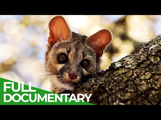 Into the Wild: A Genet's Tale | Free Documentary Nature