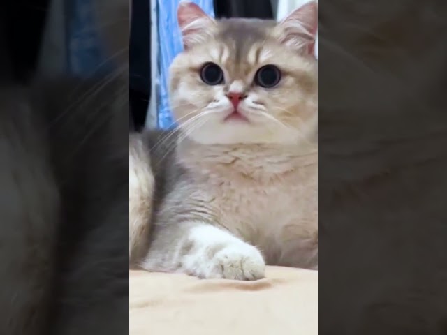 Cute kitten😻🐾😀#shorts #short #viralvideos #viralshort #epic #lovecats #cats #catvideos #kittens