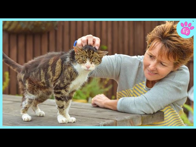 FULL Heartwarming Cat And Their Owners 💘 Cute Cat Show Love