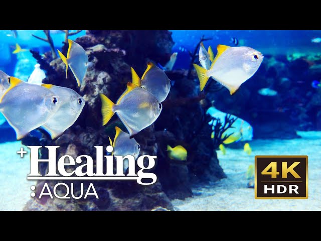 4K HDR Aquarium