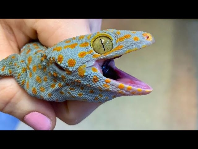 Suara Tokek Yang Keras Seram, Suara Tokek, Sound of Tokay Gecko, Tắc Kè, เสียงตุ๊กแก..ร้องน่ากลัว 21