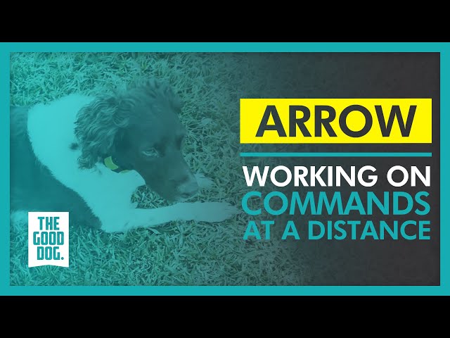 Working on commands at a distance | Arrow | The Good Dog Training