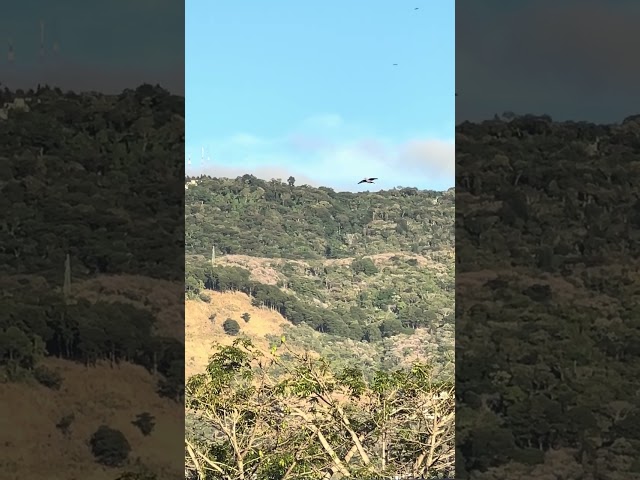 Pericos Verdes San Salvador El Salvador