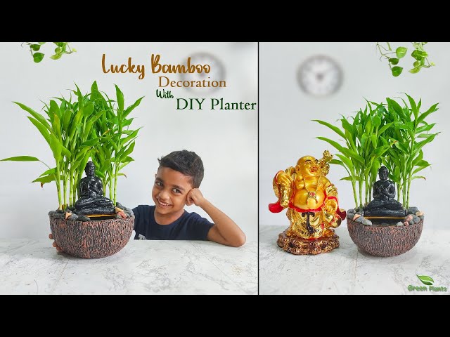 Awesome Home Decor Ideas With Lucky Bamboo Plants | Lucky Bamboo Indoor Decoration//GREEN PLANTS