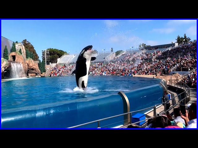 Killer Whale Show 4K UHD - Orca Encounter Full Show - SeaWorld San Diego