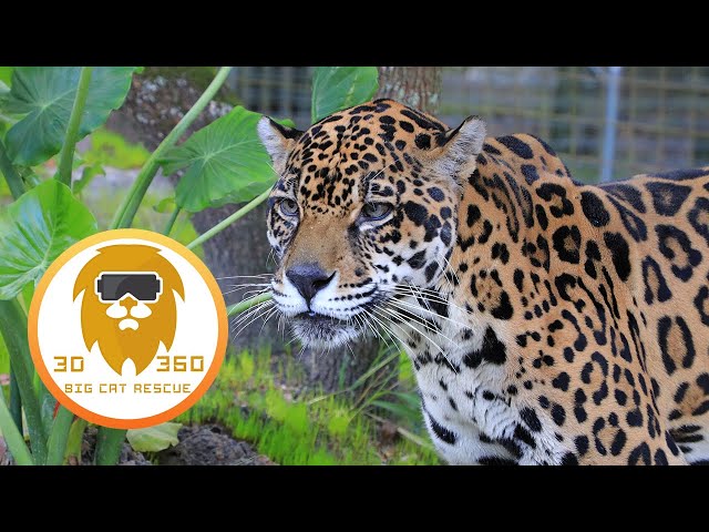 Sick Jaguar needs vet 3D 180VR