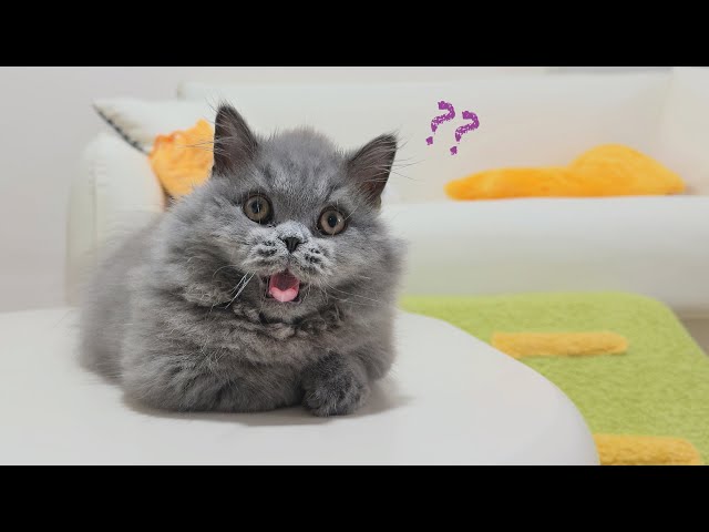 This adorable kitten can make you fall asleep