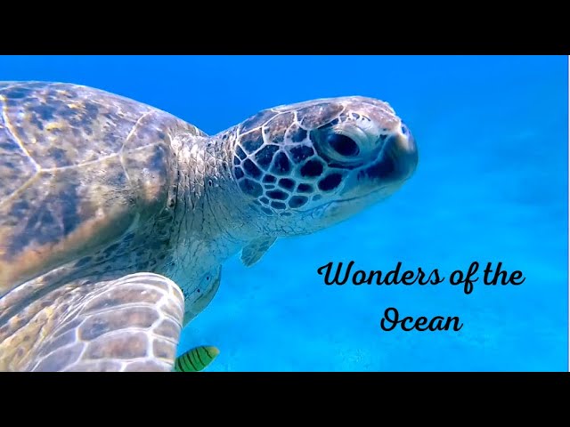 🌊 Wonders of the Ocean: 8K HDR