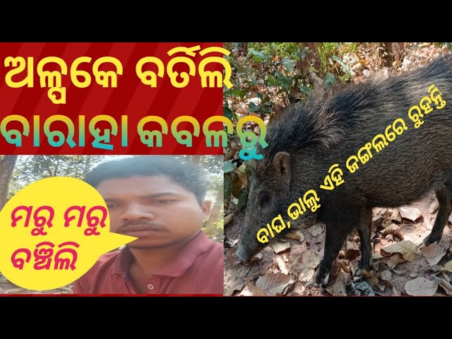 ବାରା କବଳରୁ ବଞ୍ଛିଲି #vlogs#trendingvideo #odiavlog