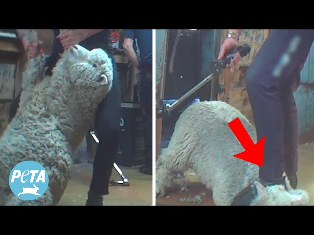 Shocking Cruelty to Sheep Uncovered on Matt Lauer’s NZ Property