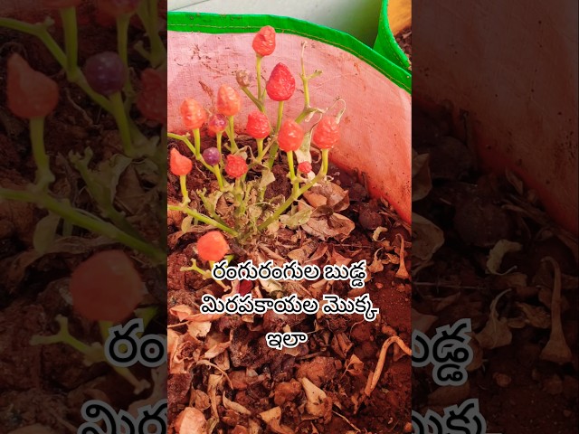 Nenu natina mokka chinipoyela vundhi...#farming #homegardening #chilli plant# vegetables #shots