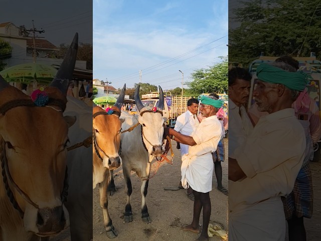 மணப்பாறைக்கு  வந்தோம்.           #shorts#tamil#manapparai#lifestyle