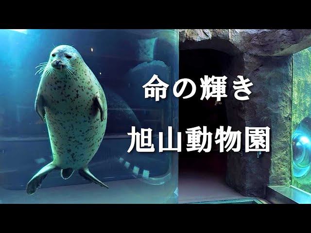 【北海道 旭山動物園】特別許可による散策体験。VR映像で没入アニマルセラピー　空飛ぶペンギン、カバ他、動物たちの自然な姿