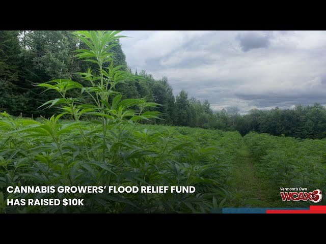 Cannabis growers’ flood relief fund has raised $10K