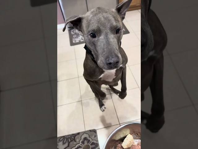 Pitty Brady does happy dance and tricks for food.  #puppy #cutepuppiesdoingfunnythings