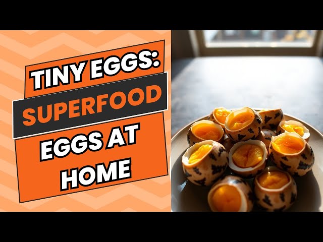 Why Quail Eggs Are a Superfood & How to Raise Quail Easily Even in the City! | Quail Podcast