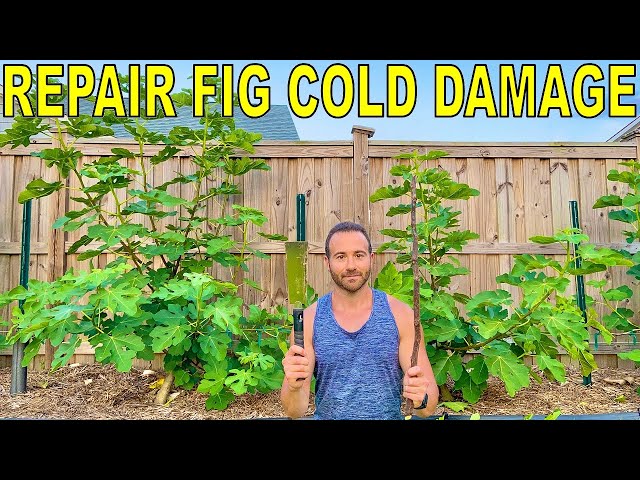 How To Prune Cold Damaged Fig Tree Espalier Cordons