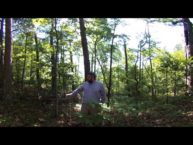 Southern Appalachian Forested Ecosystems 360° - Oak-Pine-Heath Forests 1 of 3