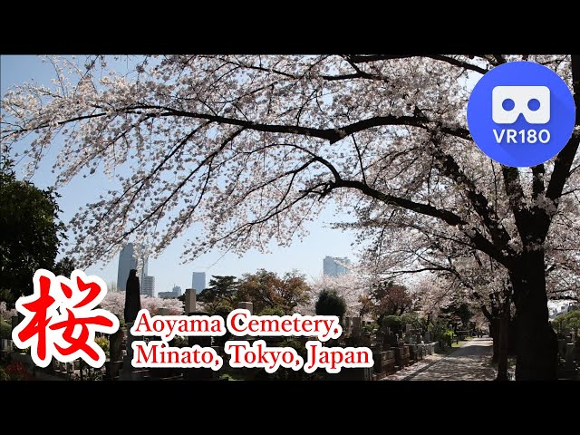 Sakura: Aoyama Cemetery, Minato, Tokyo, Japan VR VR180 3D