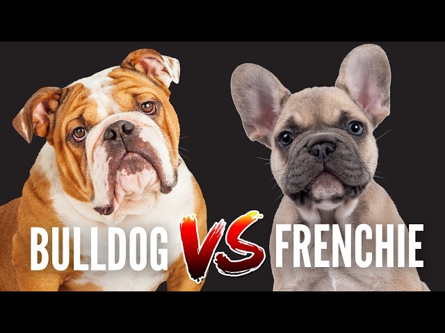 English Bulldog vs French Bulldog: Which breed is best for you