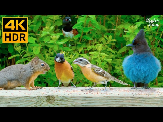 Cat TV for Cats to Watch 😺 Fascinating Birds and Their Squirrel Friends 🐦 8 Hours(4K HDR)