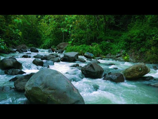 Mountain stream, river sound, nature sounds, water sounds, white noise, river sounds for sleeping