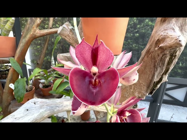 Catasetum pileatum var. imperiale 'SVO Blood Red' (red flowers)